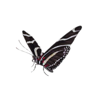 Zebra Longwing | Butterflies with Names and Types