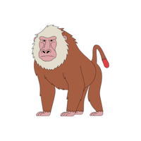 baboon