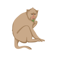 celebes | Monkeys with Names