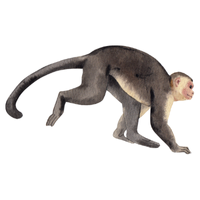 chacma | Monkeys with Names