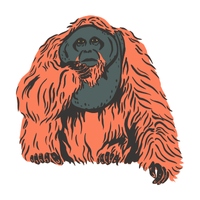 dusky | Monkeys with Names