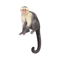 emperor | Monkeys with Names