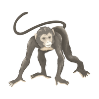 francis | Monkeys with Names