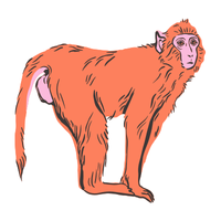 golden | Monkeys with Names