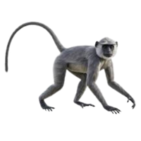 gray | Monkeys with Names