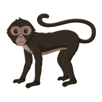 hamadryas | Monkeys with Names