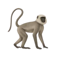 langur | Monkeys with Names