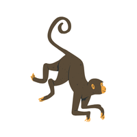 liontail | Monkeys with Names