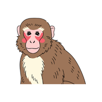 macaque | Monkeys with Names