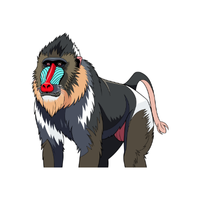 mandrill | Monkeys with Names