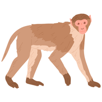 mangabey | Monkeys with Names