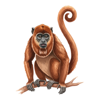 marmoset | Monkeys with Names