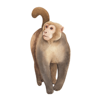 moor | Monkeys with Names