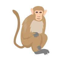 nilgiri | Monkeys with Names