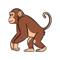 patas | Monkeys with Names