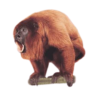 red | Monkeys with Names