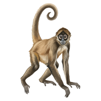 saki | Monkeys with Names