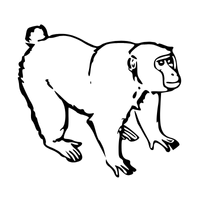 squirrel | Monkeys with Names