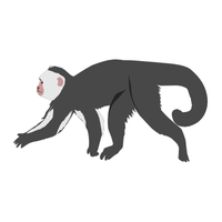 toque | Monkeys with Names