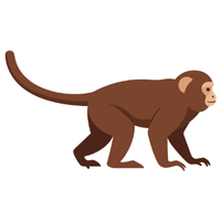 vervet | Monkeys with Names