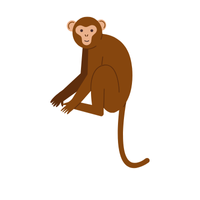 woolly | Monkeys with Names