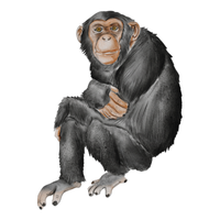 zanzibar | Monkeys with Names