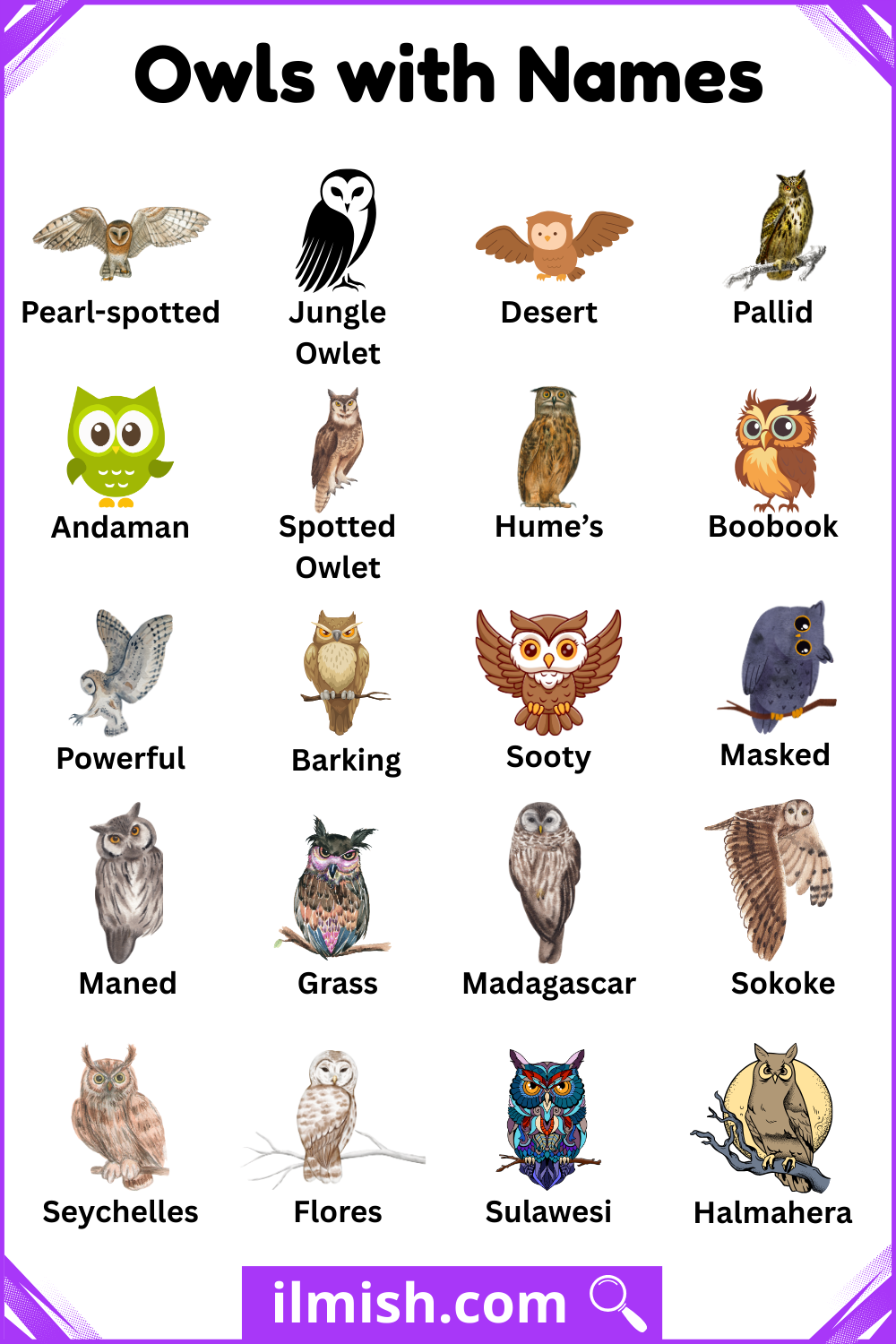Common Owls Types with Names and Images