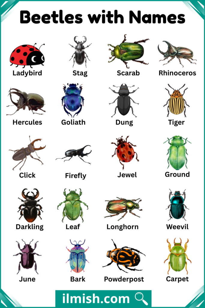 List of Beetles with Names and Types in English with Pictures - ilmish