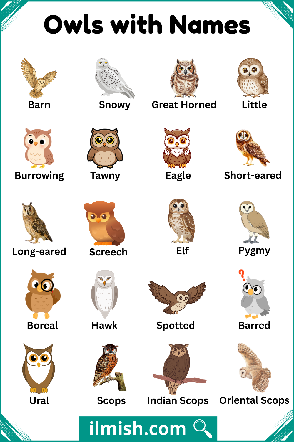 Different Types of Owls with Names and Pictures