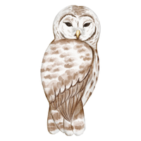 Great Grey | Owls with Names and Types