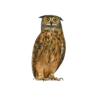 Hume’s | Owls with Names and Types