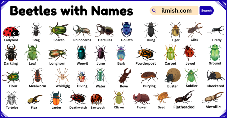 List of Beetles with Names and Types in English with Pictures