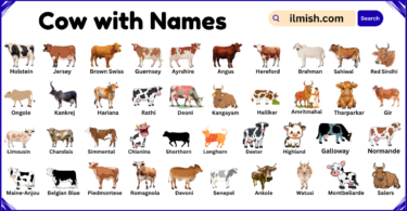 List of Cows with Names and Types in English with Pictures