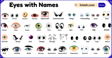List of Eyes with Names and Types in English with Pictures