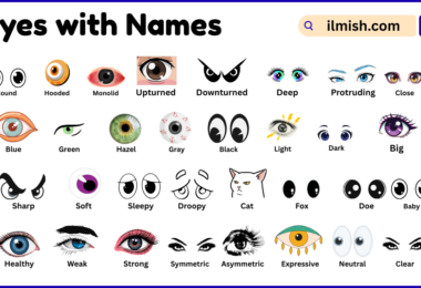 List of Eyes with Names and Types in English with Pictures