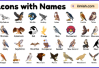 List of Falcons with Names and Types in English with Pictures