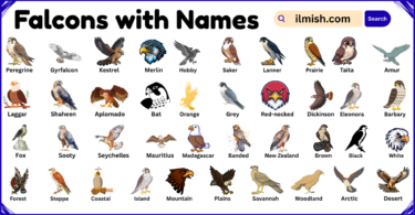 List of Falcons with Names and Types in English with Pictures