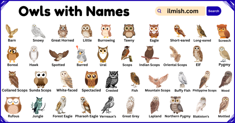 List of Owls with Names and Types in English with Pictures