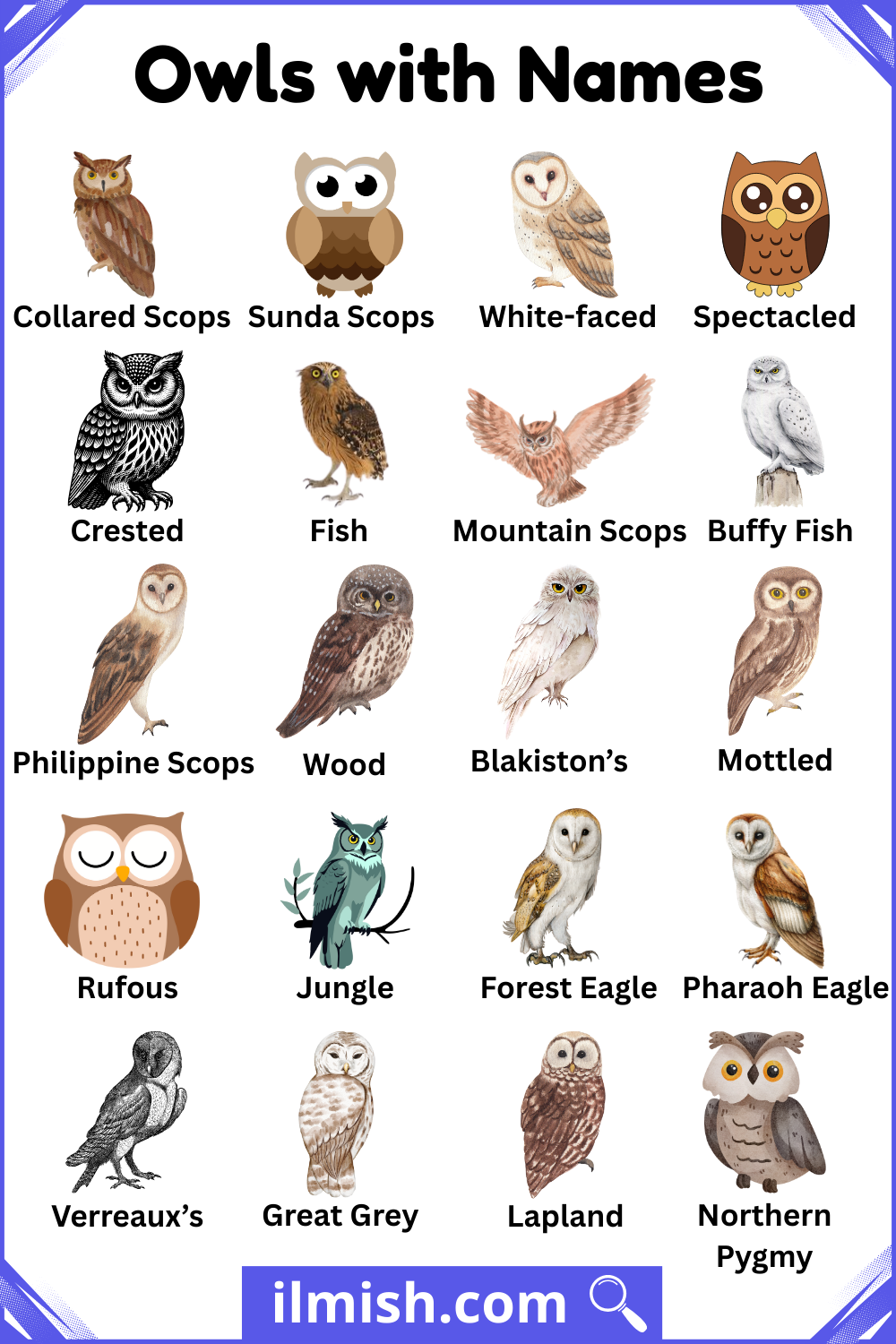 List of Owls with Names and Types with Pictures