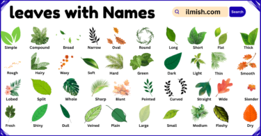 List of leaves with Names and Types in English with Pictures