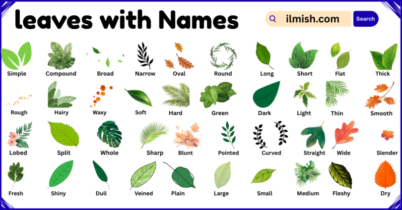 List of leaves with Names and Types in English with Pictures