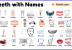 List of teeth with Names and Types in English with Pictures