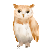 Lombok | Owls with Names and Types