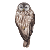 Madagascar | Owls with Names and Types