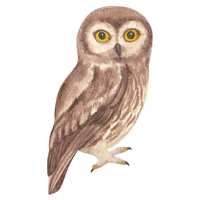 Mottled | Owls with Names and Types
