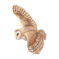 Oriental Scops | Owls with Names and Types