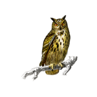 Pallid | Owls with Names and Types