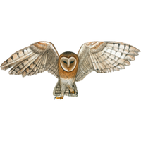 Pearl-spotted | Owls with Names and Types