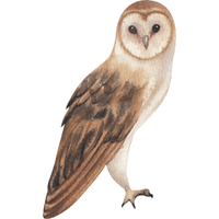 Philippine Scops | Owls with Names and Types
