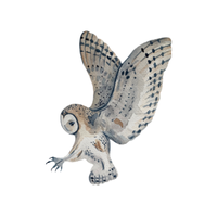 Powerful | Owls with Names and Types